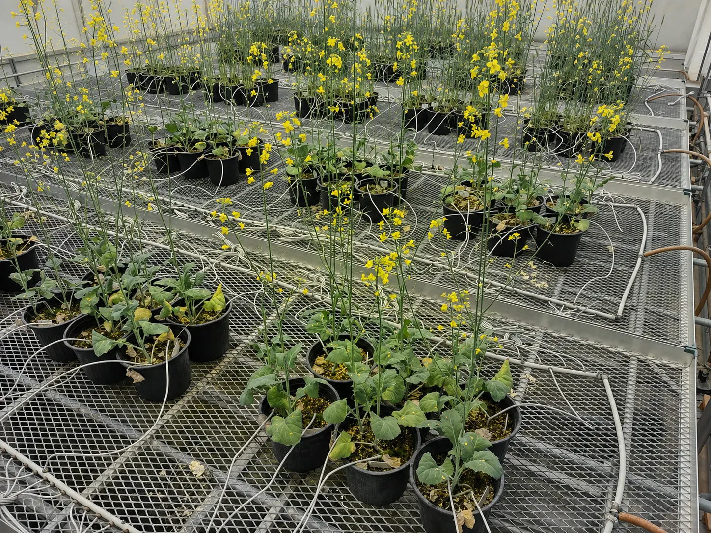 Flowering crop trial with replicated treatments on greenhouse benches