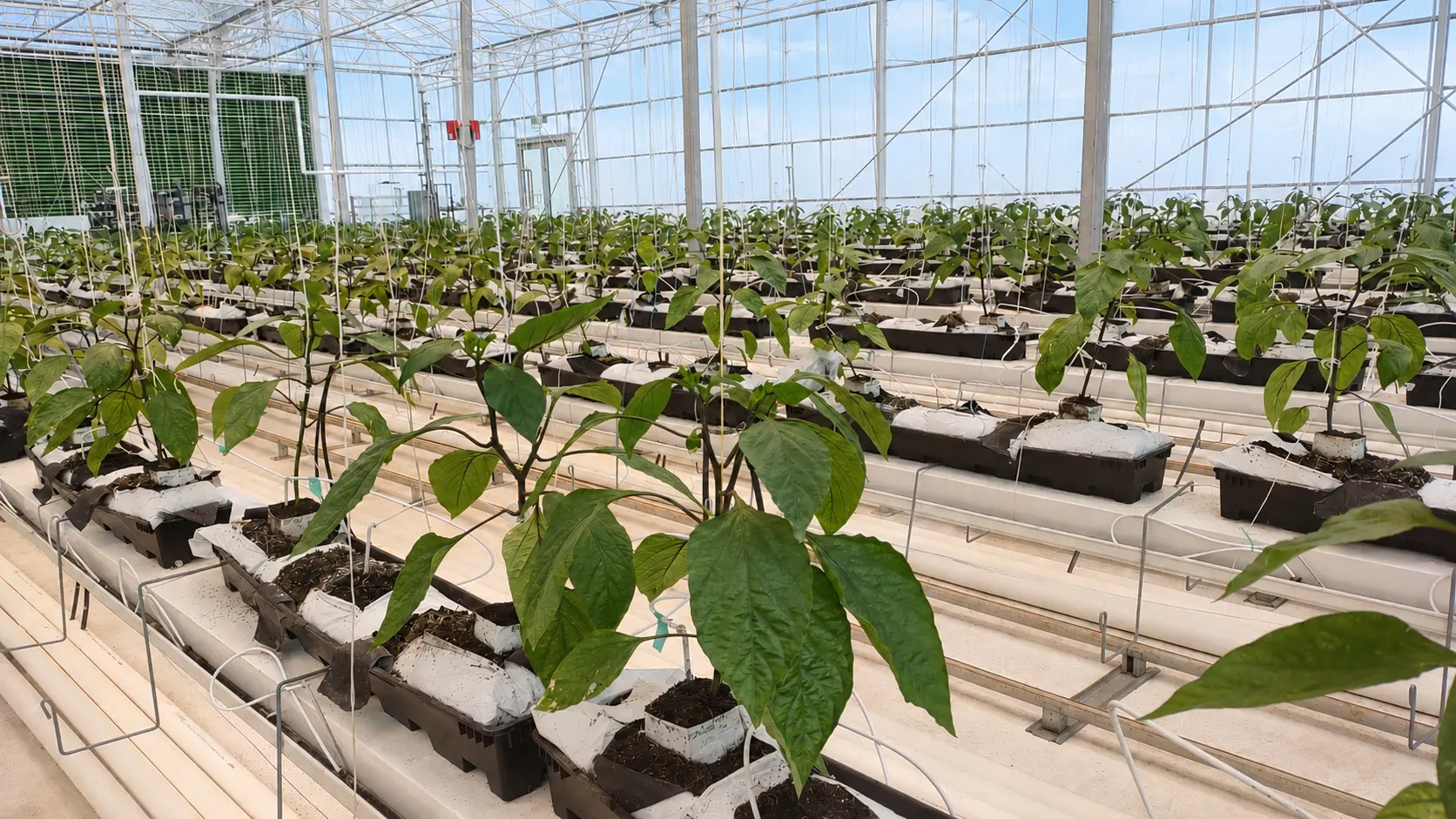 Greenhouse pepper crop during an applied production trial