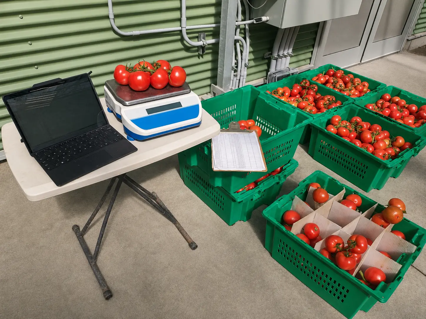 Tomatoes being weighed during greenhouse harvest data collection