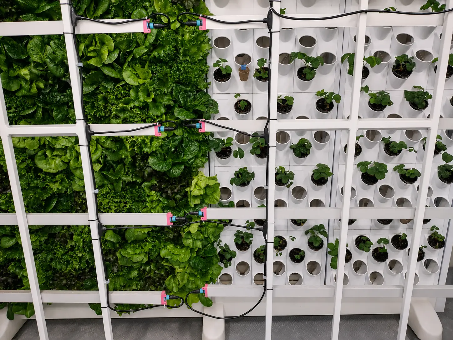 Vertical hydroponic wall with leafy greens in a controlled-environment production system