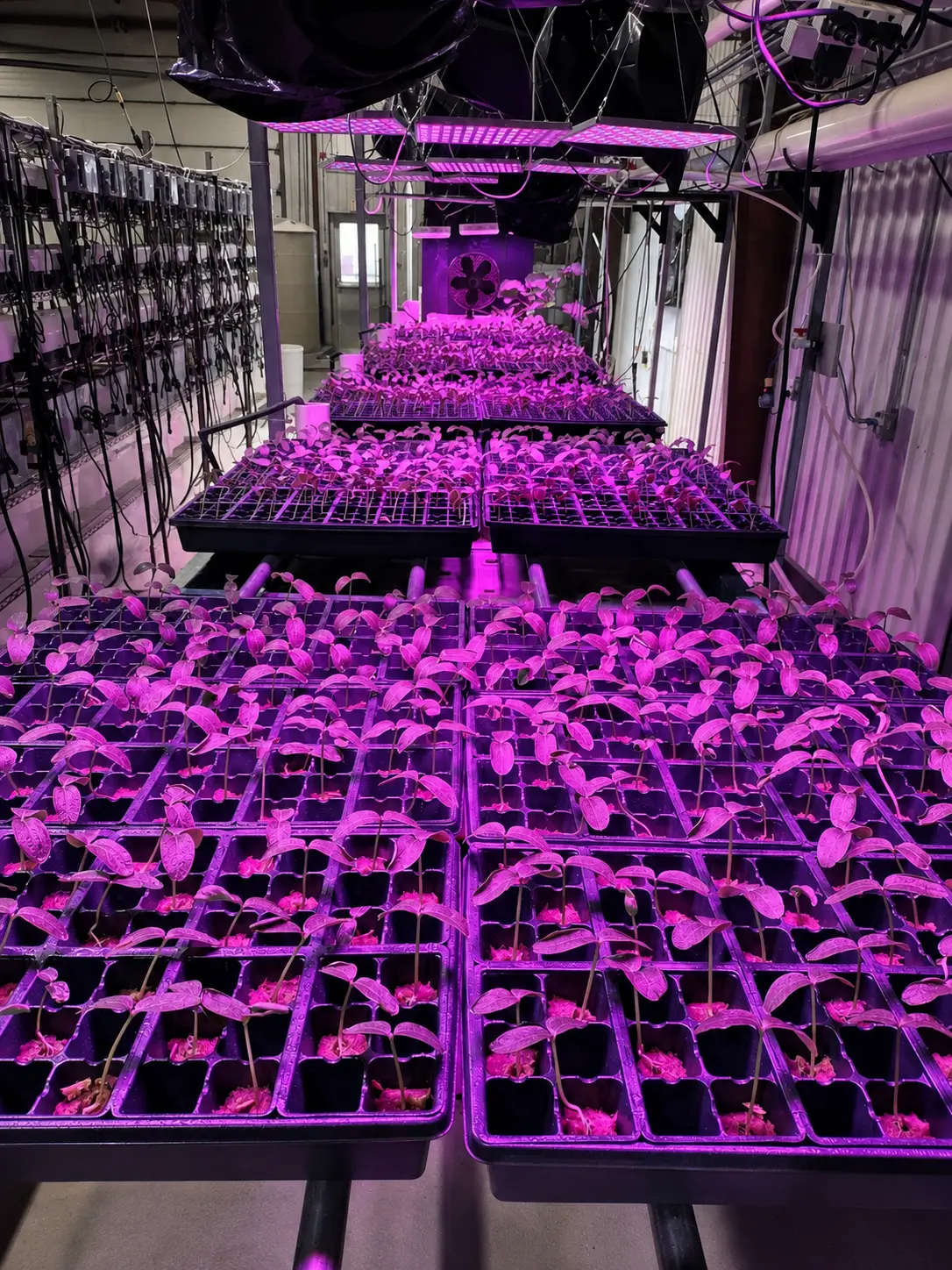 Seedling trays growing beneath monitored LED fixtures
