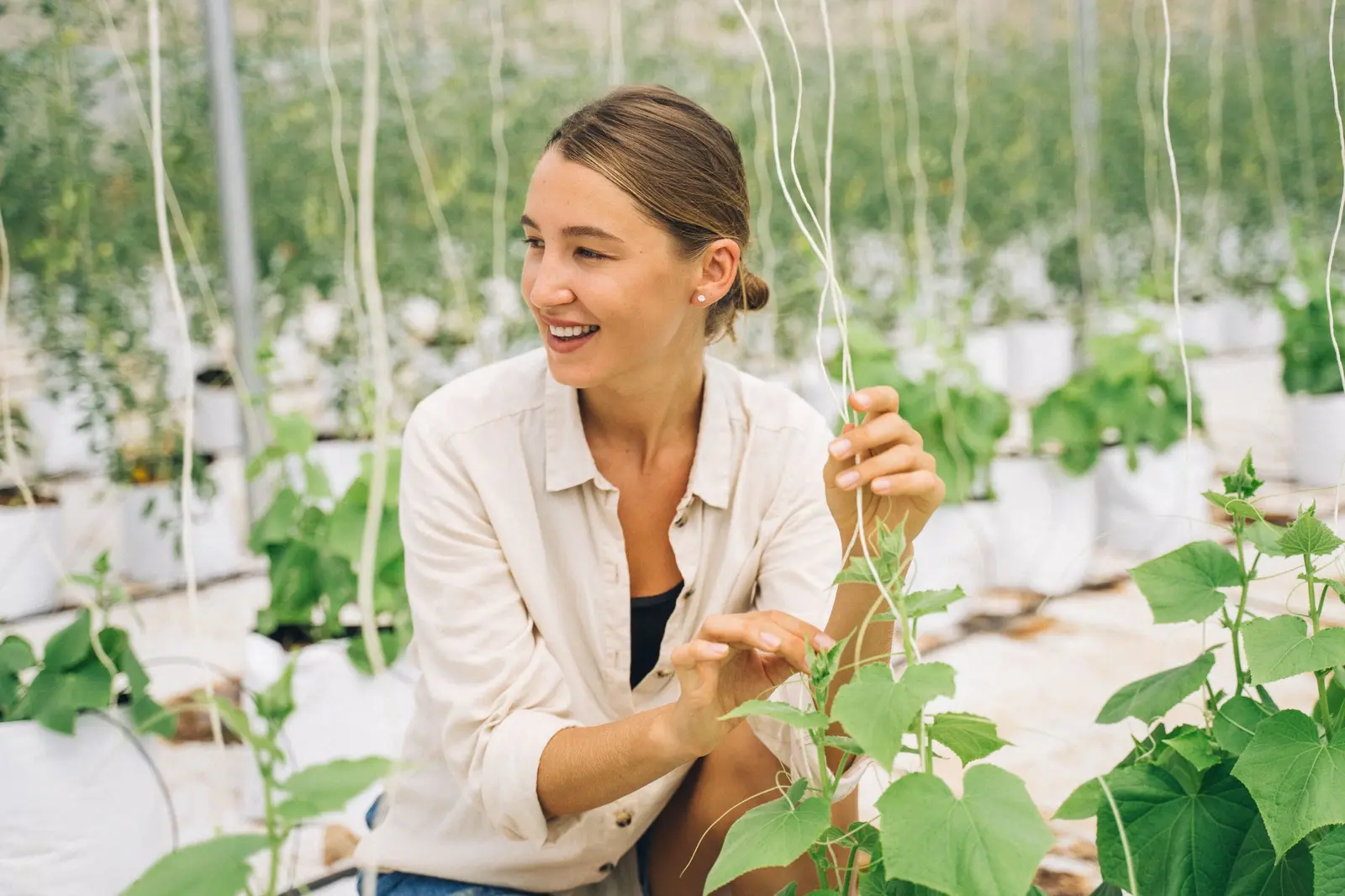 Greenhouse grower inspecting cucumber plants and crop support lines