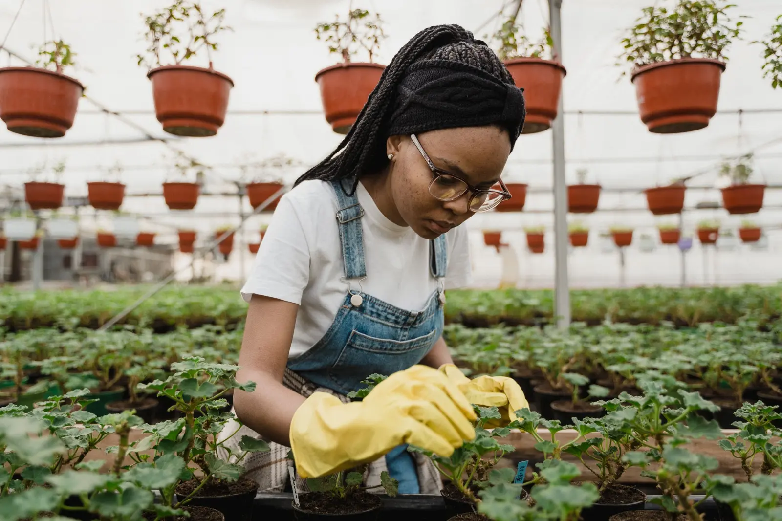 Greenhouse crop worker inspecting plants during routine crop care