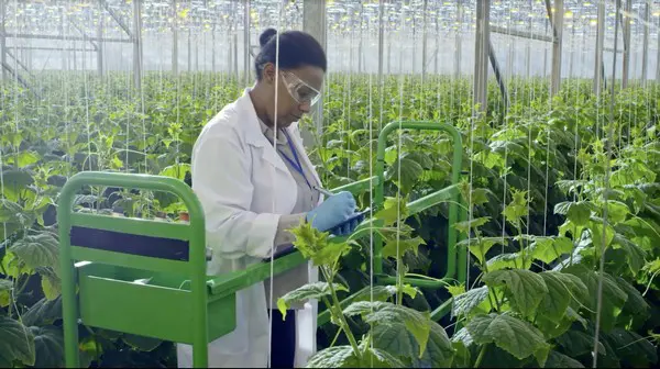 Greenhouse technician recording crop observations during in-crop data collection