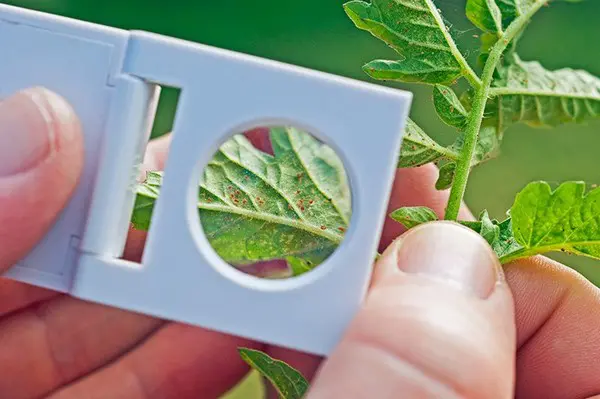 Greenhouse crop leaf being examined with a hand magnifier for pest symptoms