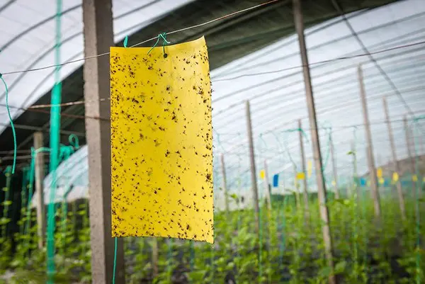 Yellow sticky card used to monitor flying insects in a greenhouse
