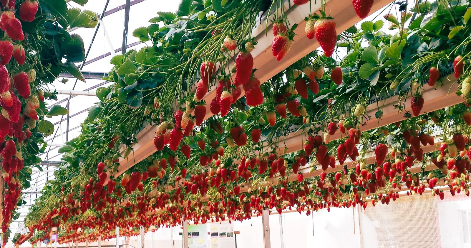Commercial greenhouse strawberry crop with ripening fruit