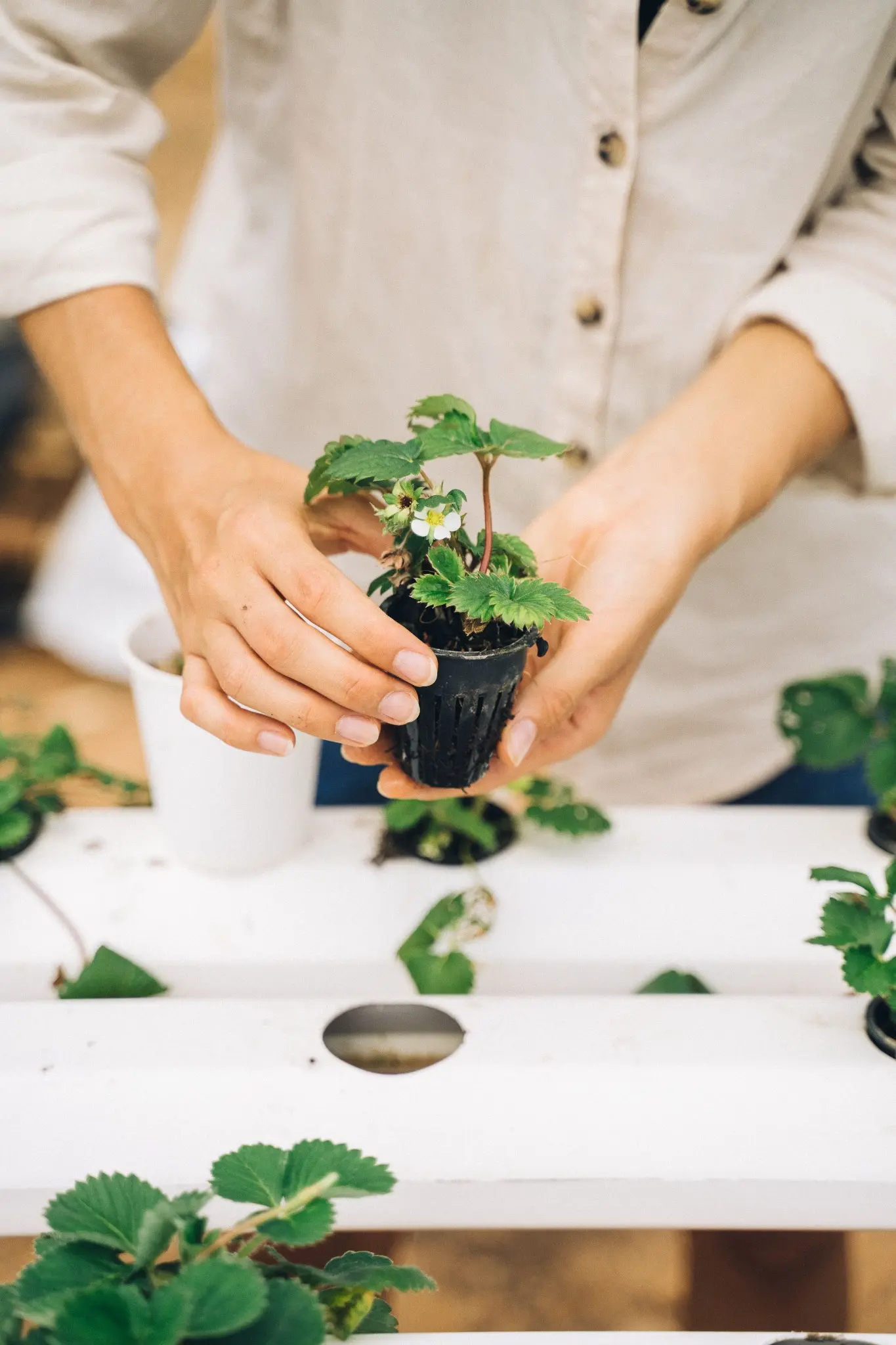 Strawberry plant being handled during a practical hydroponic demonstration