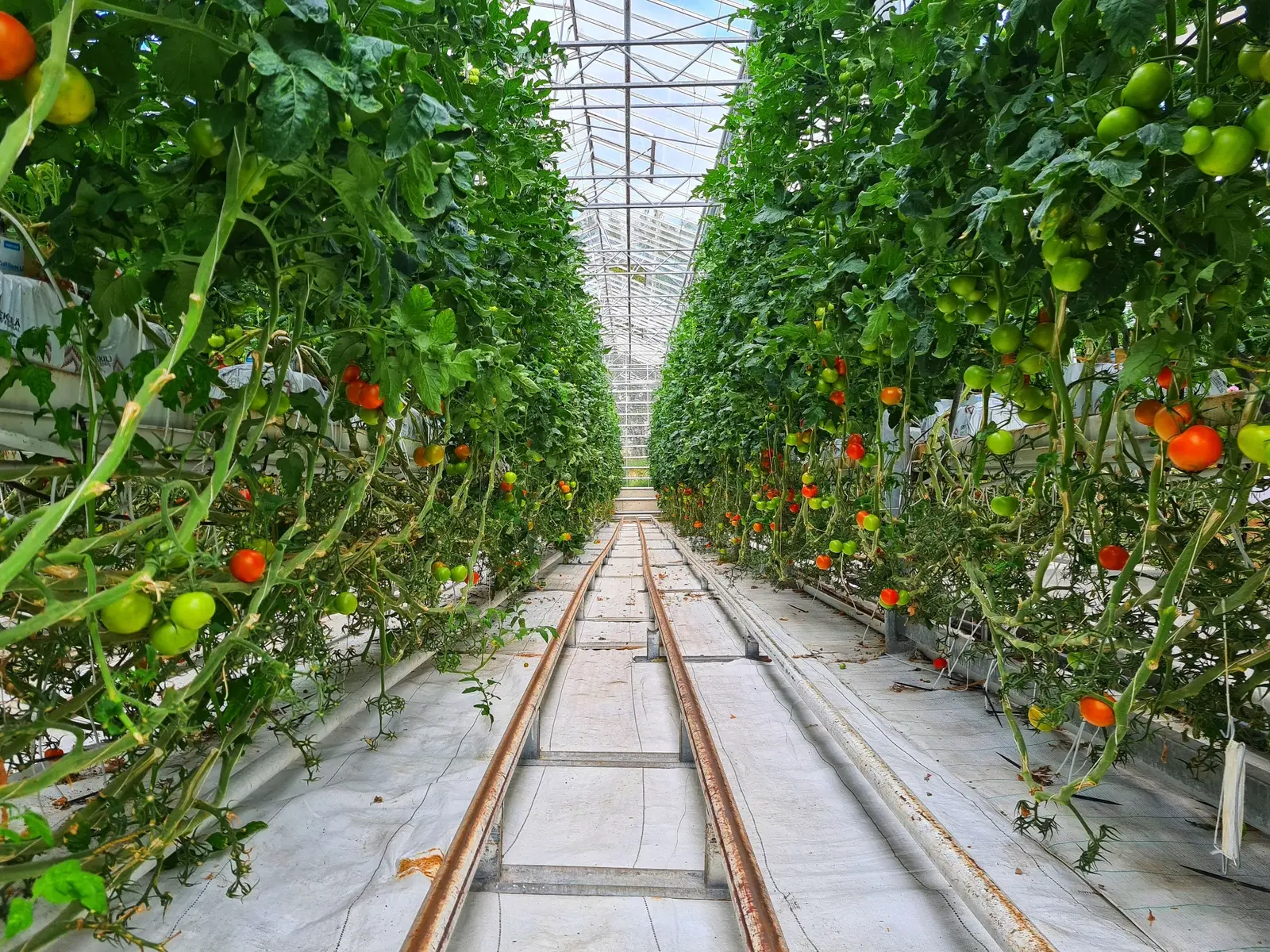 Commercial greenhouse tomato aisle with developing and ripening fruit