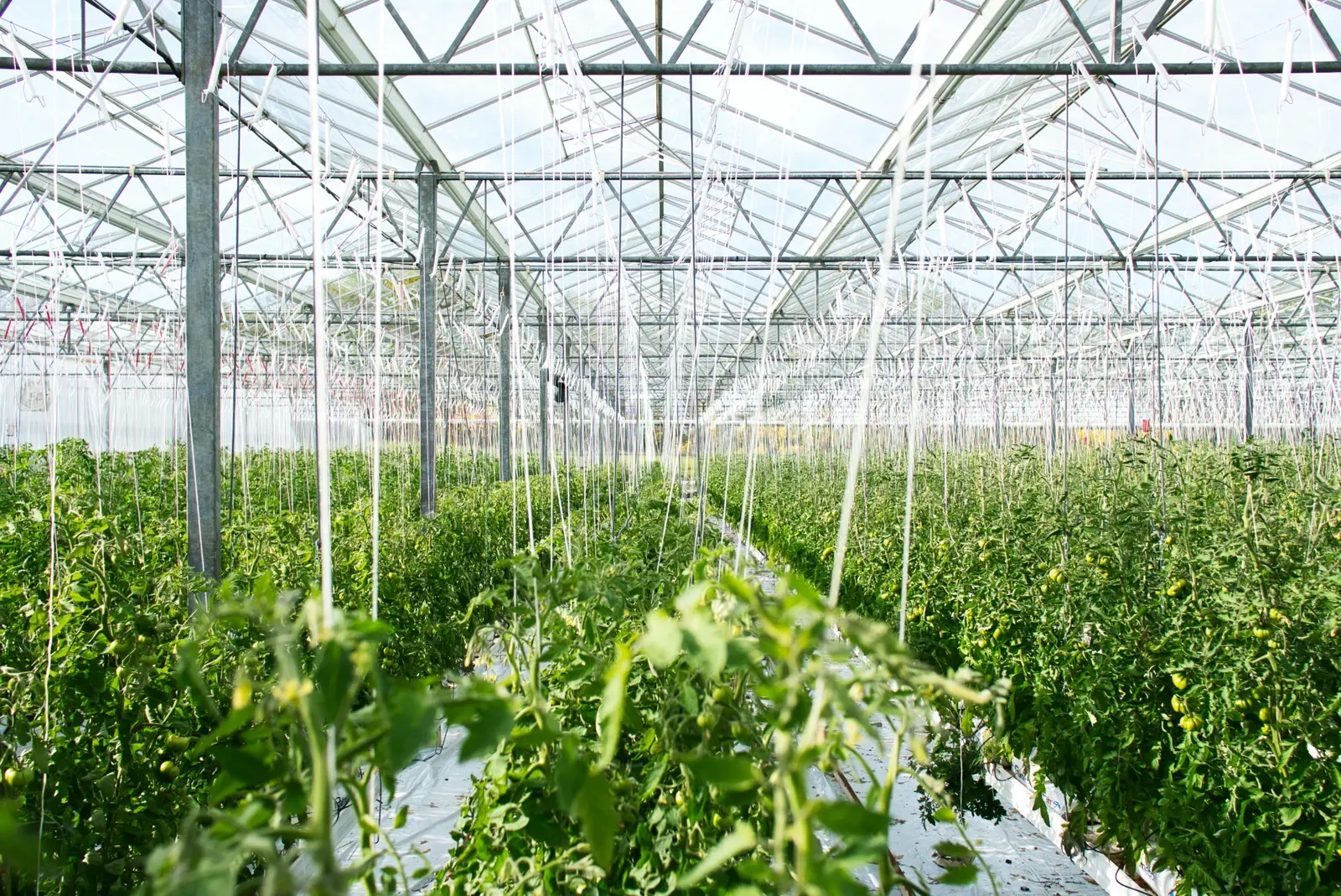Commercial greenhouse tomato canopy for crop scouting and monitoring