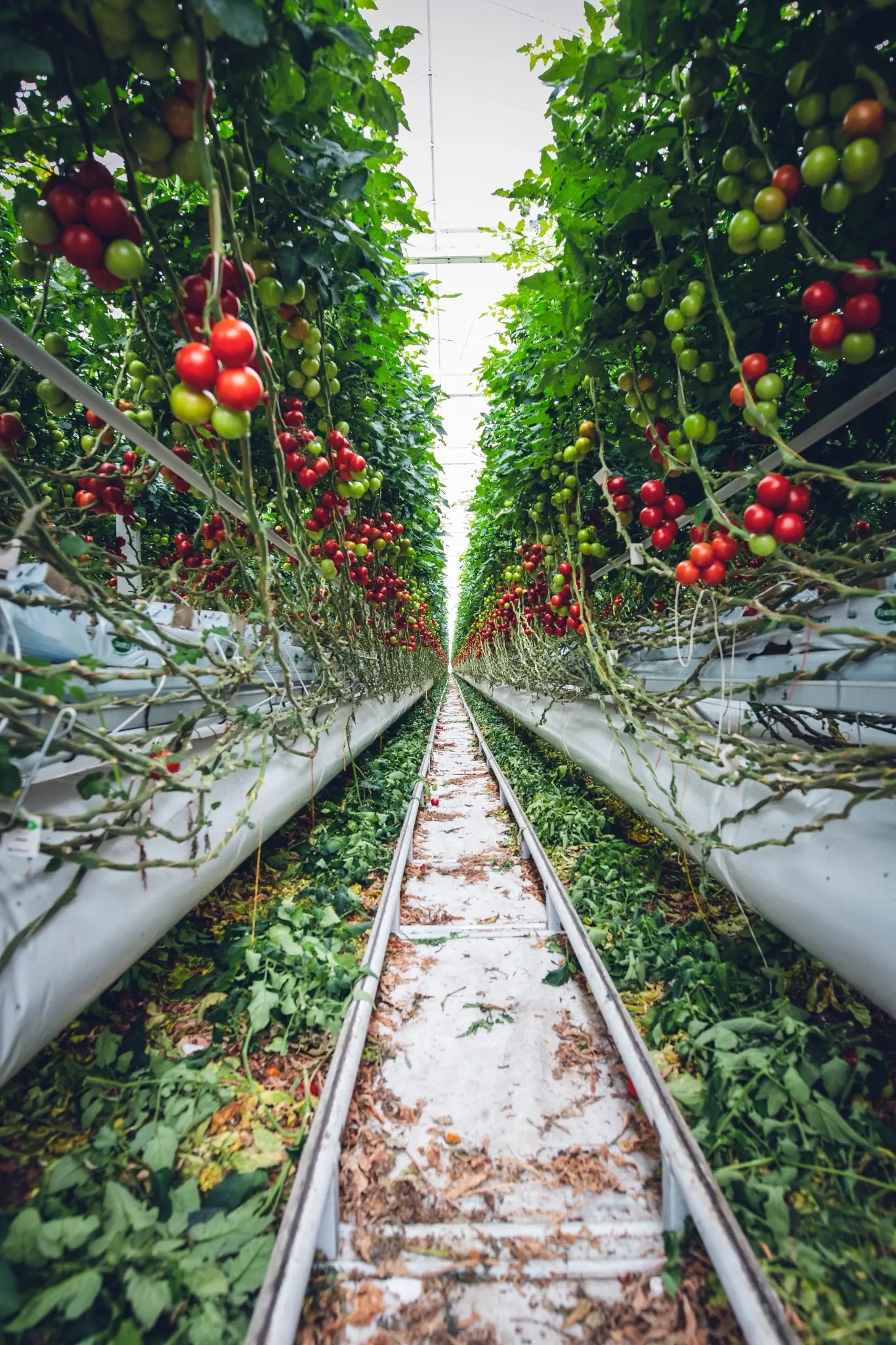 High-wire tomato rows with green and ripening fruit