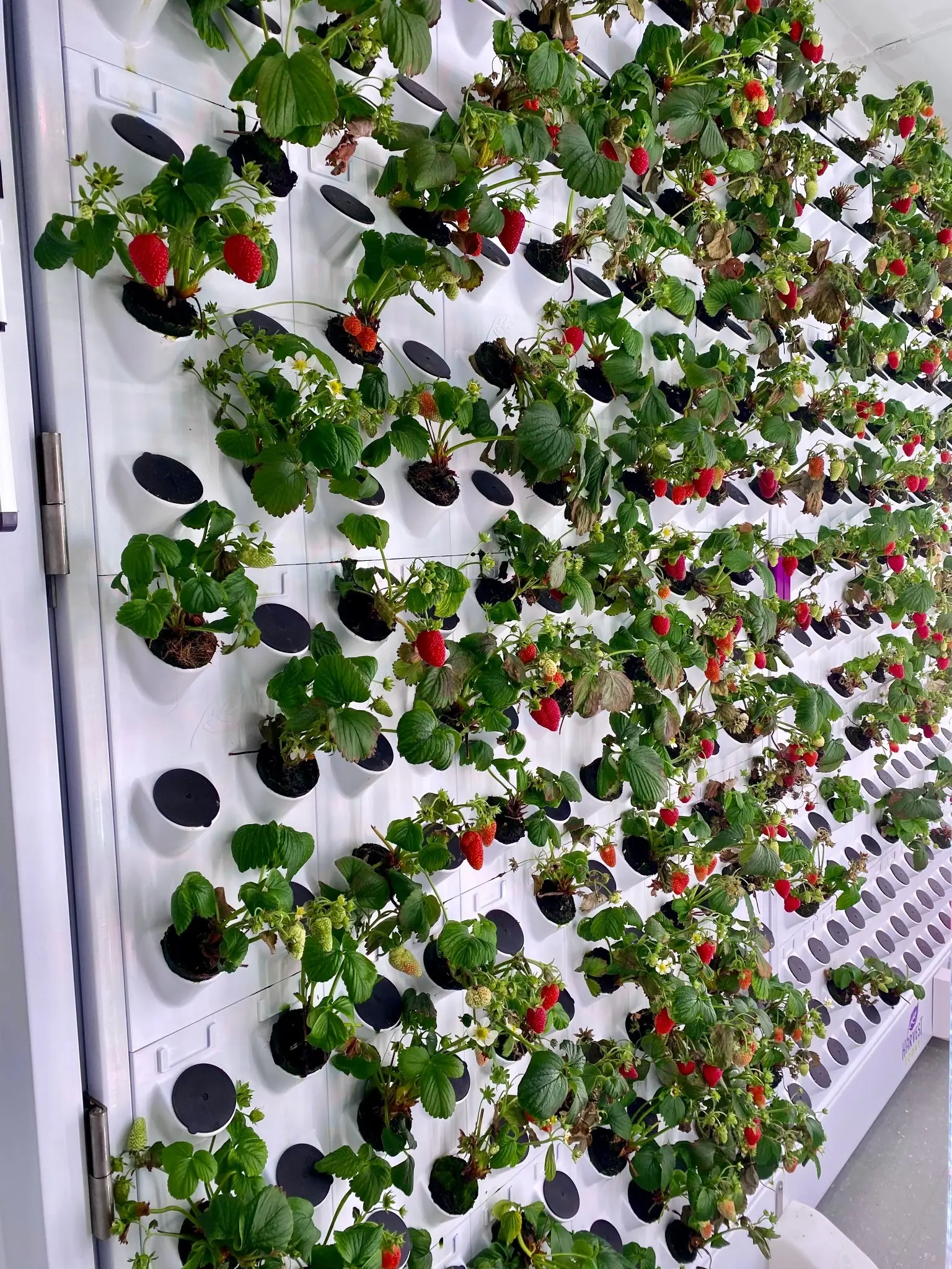 Vertical strawberry production wall with developing and ripe fruit